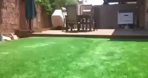 
               Meilleures images drôles  Pelouse-piscine 
              