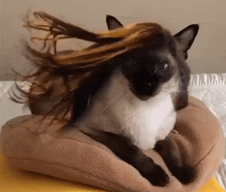 Image originale Une chatte bien aérée , photo blague