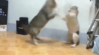 
               Meilleures image drole Fight!
              