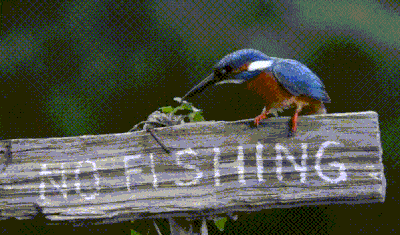 
               Meilleures image drole  braconnier ......... 
              