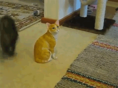 
               Meilleures image drole  à l'attaque ! 
              