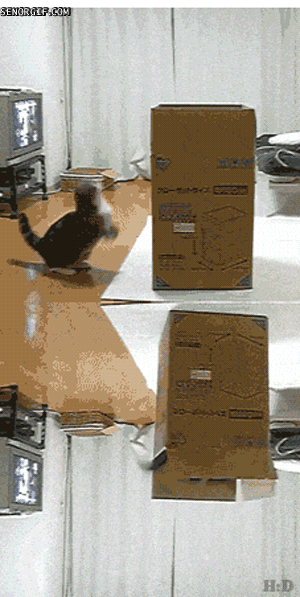 
               Meilleures images drôles  Boîte à chat 
              