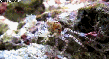 
               Meilleures image drole  La pom-pom girl de l'océan. 
              