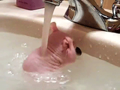 
               Meilleures image drole  Bain douche 
              