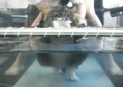 
               Meilleures image drole  Chat à l'eau 
              