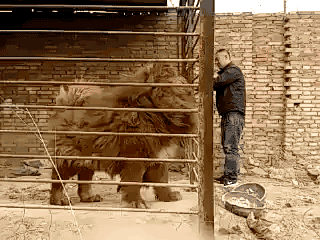 
               Meilleures images droles  Taille XXL 
              