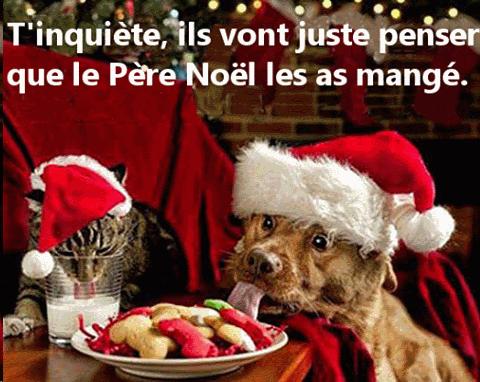
               Meilleures images drôles  Le Noël des animaux 
              