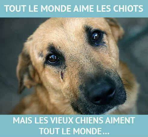 
               Meilleures images drôles  Cet animal aime l'homme 
              