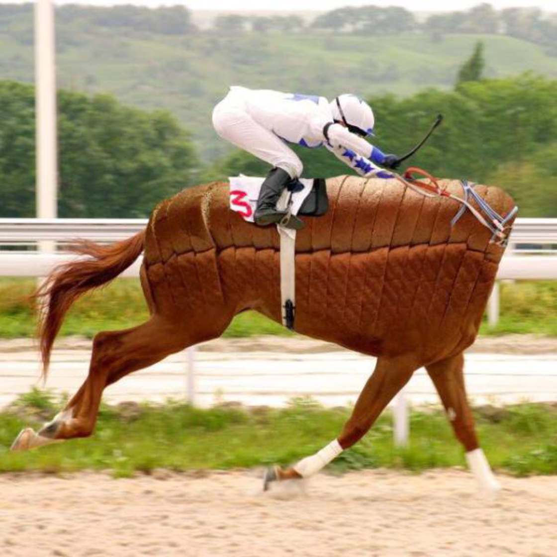  Image rigolote  Il l'avait emporté d'une courte tête , photo blague
              