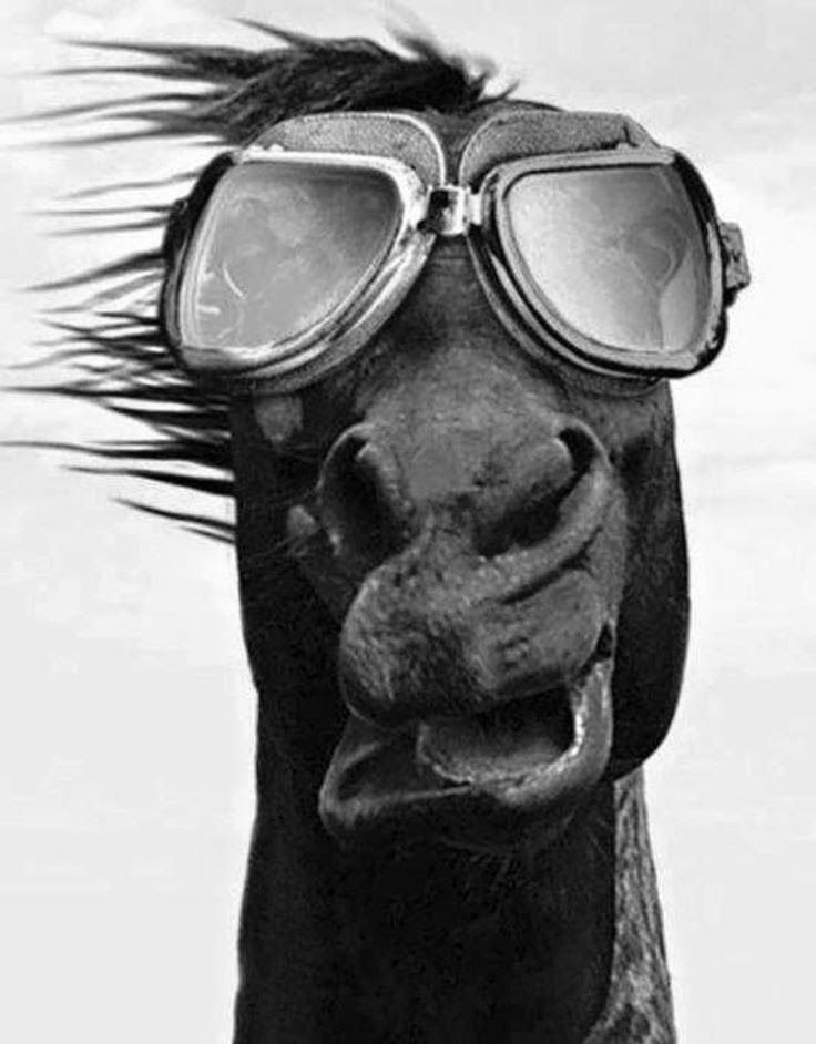 
               Meilleures images droles  Cheval à lunettes 
              