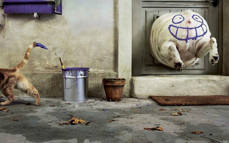 
               Meilleure image drole  L'humour selon le chat... 
              