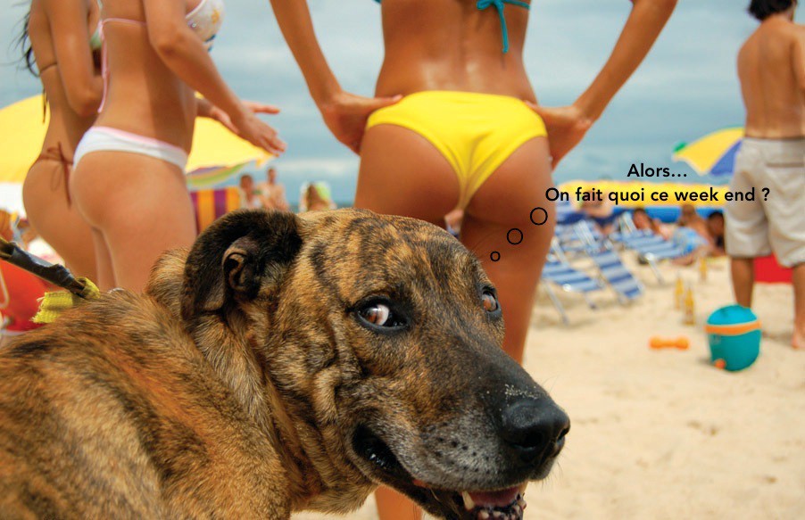 
               Meilleure image drole  Adopter un chien, ça peut vous changer la vie 
              
