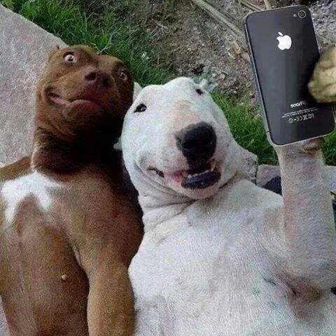  Image curieuse  Selfie entre amis ! , photo blague
              