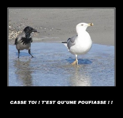  Image cocasse  SANS COMMENTAIRE , photo blague
              