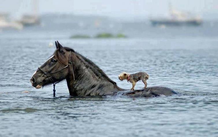 
               Meilleures images droles  Zeus, sauveteur en mer. 
              