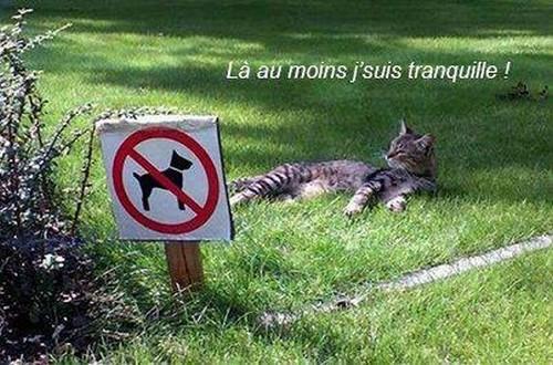 
               Meilleure image drole  La quiètude du chat 
              