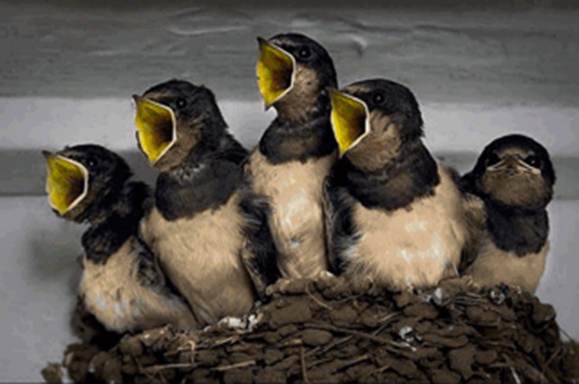 
               Meilleures images drôles  Je ne suis pas un spécialiste en oiseaux... 
              