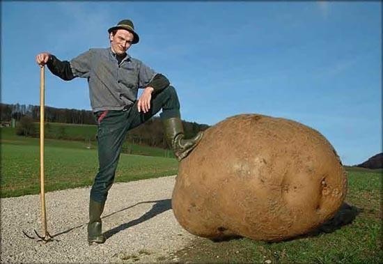  Image plaisante  Un gars qui a la patate ! , photo blague
              