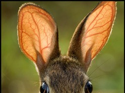 
               Meilleures images marrantes  Les oreilles vont siffler aujourd'hui! 
              