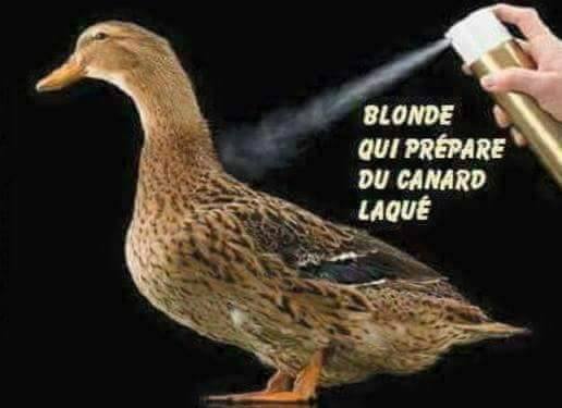 
               Meilleures image drole  Toujours aussi déjantées ces blondes 
              