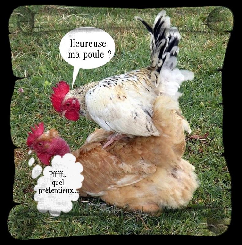 
               Meilleure image drole  poule pondeuse 
              