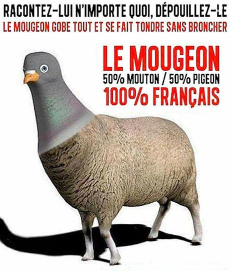  Image drôle  Je n'aime pas le MOUGEON , photo blague
              