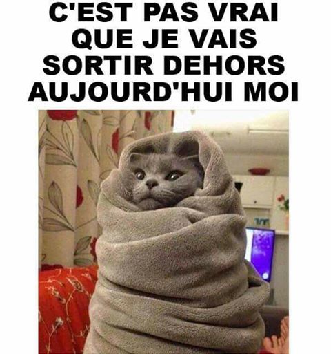 
               Meilleures images droles  Brrr, chat caille ! 
              