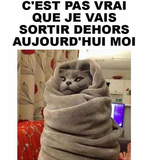 
               Meilleures images drôles  Brrr, chat caille ! 
              