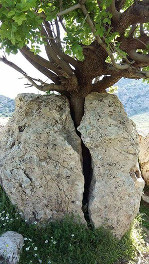  Image originale  Puis, de l'œuf éclos de la roche, jaillit dame nature
              