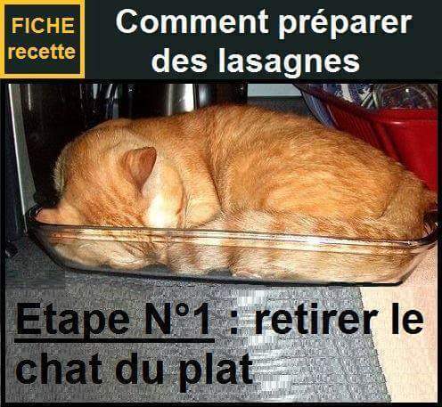 
               Meilleures images drôles  je n'aime ce genre de lasagnes 
              