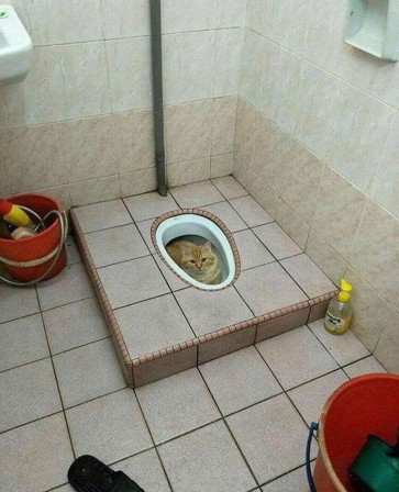  Image rigolote  une toilette de chat , photo blague
              