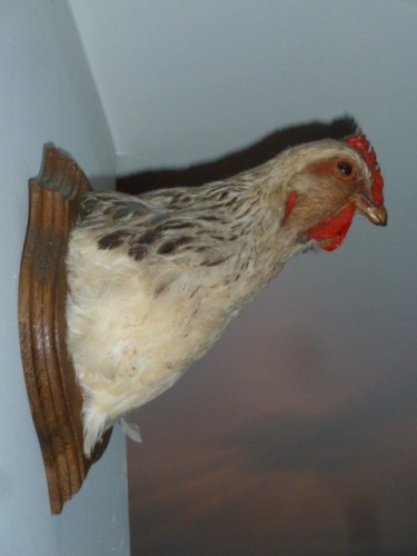 
               Meilleure photo blague  la poule de JF PLACé déjà en trophée de chasse 
              