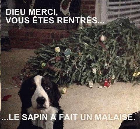  Image amusante  Mon (ex) beau sapin , photo blague
              