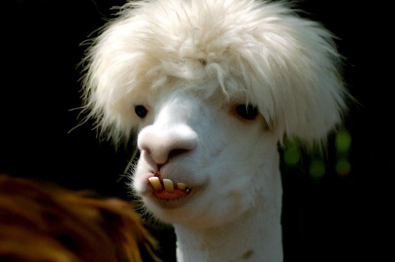 
               Meilleures image drole  Un brushing 
              