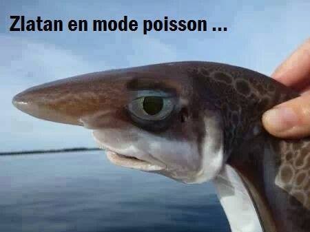 
               Meilleures images droles  c'est ressemblant 
              