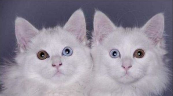 
               Meilleures image drole  Les frangins 
              