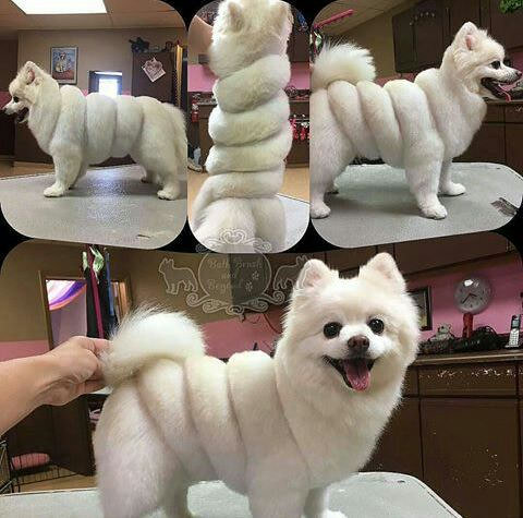 
               Meilleures image drole  La saucisse 
              