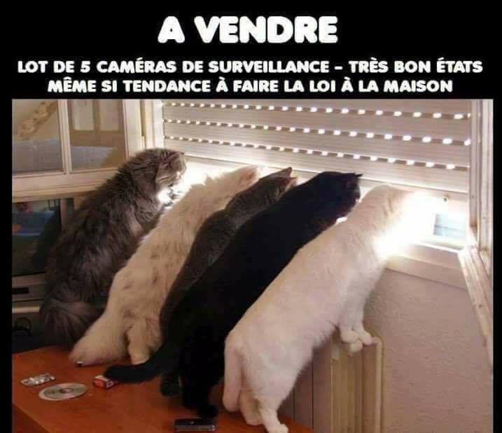 
               Meilleures images droles Nos amis les chats, ils sont très utiles ;)
              