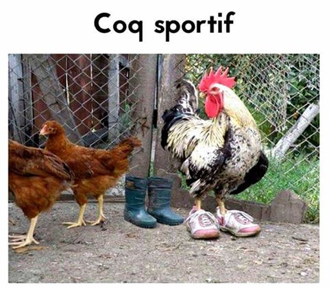 
               Meilleures images droles  LE COQ SPORTIF 
              
