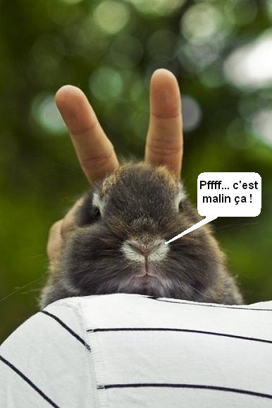 
               Meilleures image drole  Oreilles de lapin 
              