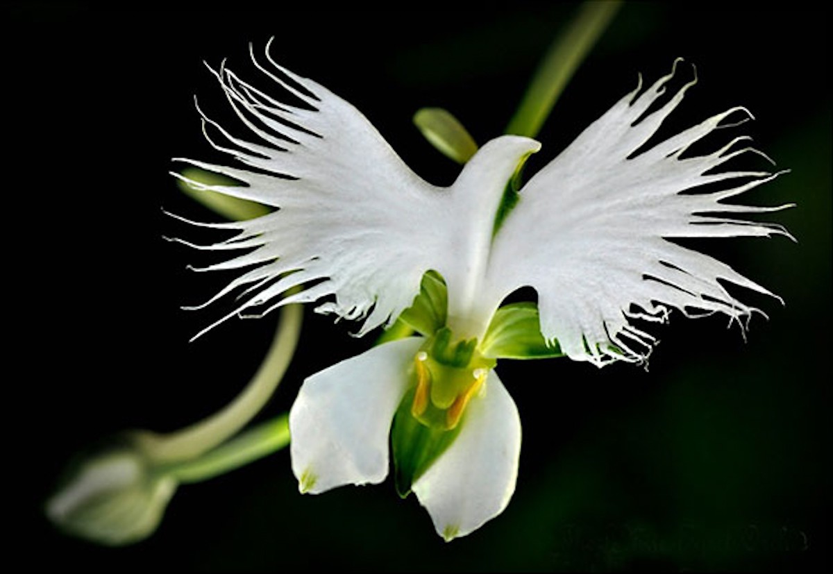  Image tordante  Fleur ou oiseau? , photo blague
              