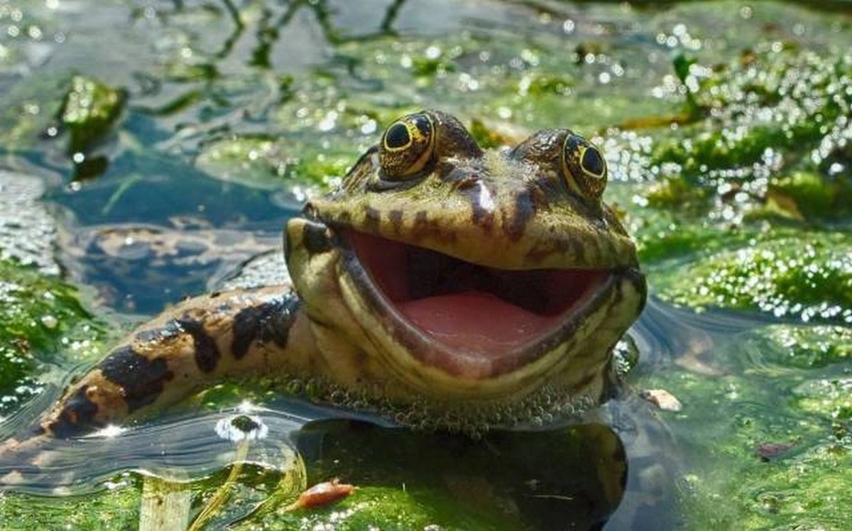 
               Meilleure image drole  Venez, elle est bonne ! 
              