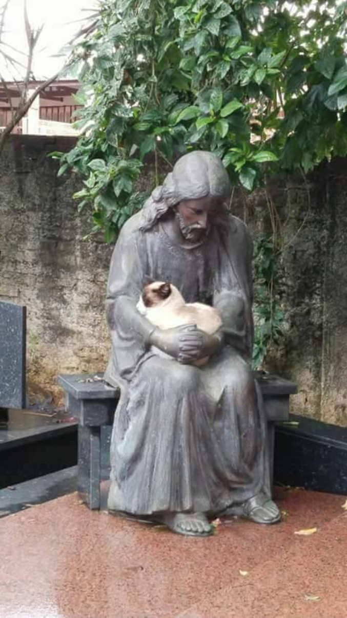
               Meilleures images droles  Le père Michel à retrouvé son chat 
              