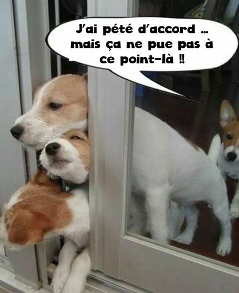 
               Meilleures image drole  à la fenêtre le gaspart 
              