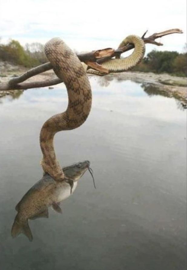 
               Meilleures images drôles  Alors, ça mort ? 
              