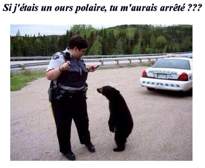 
               Meilleures images blagues  Traversée hors des clous, 
              