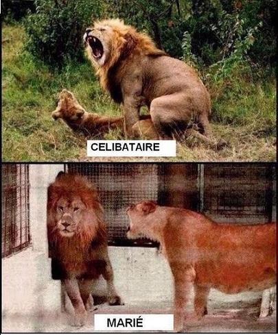 
               Meilleures images droles  Célibataire vs Marié 
              