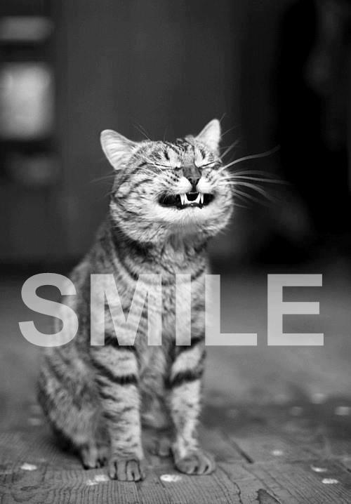 
               Meilleures images droles  souris le chat ! 
              