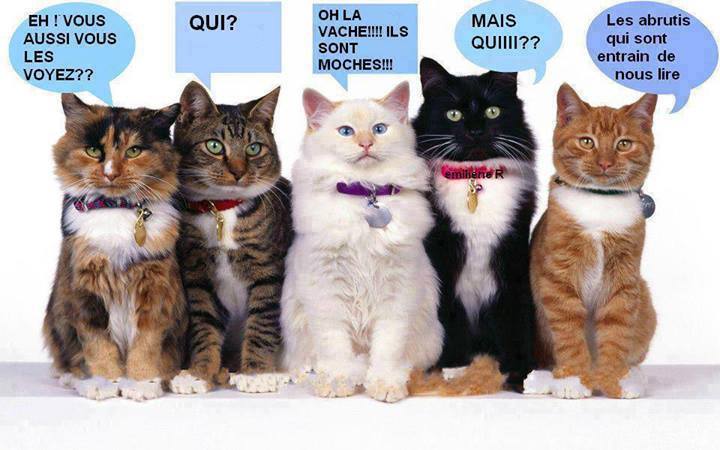 
               Meilleures images droles  lit autre chose 
              