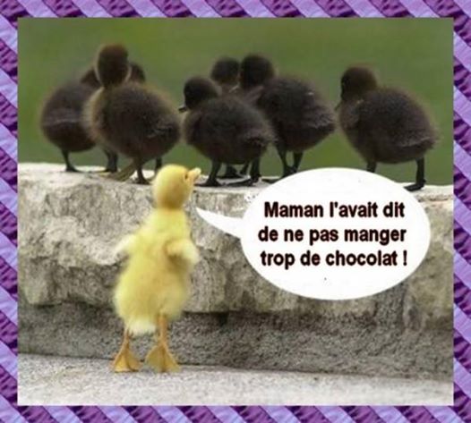 
               Meilleure image drole  bonne journée chocolat à tous 
              
